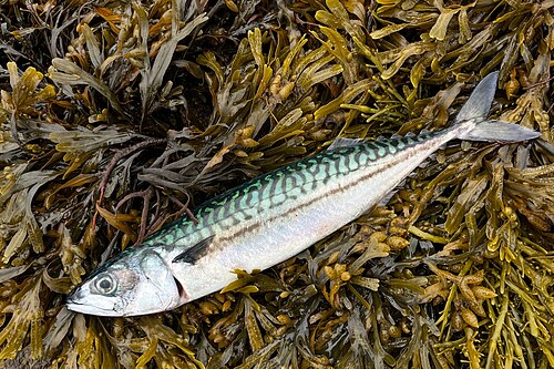 Atlantic mackerel